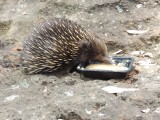 Echidna