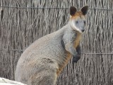 Redneck Wallaby