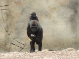 Gorilla met baby