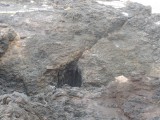 Blowhole