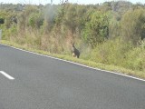 Swamp Wallaby