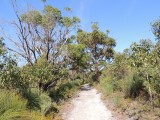 Lilly Pilly Gully Walk 1
