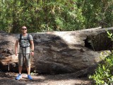 Lilly Pilly Gully Walk 2