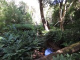 Lilly Pilly Gully Walk 3