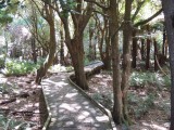 Lilly Pilly Gully Walk 4