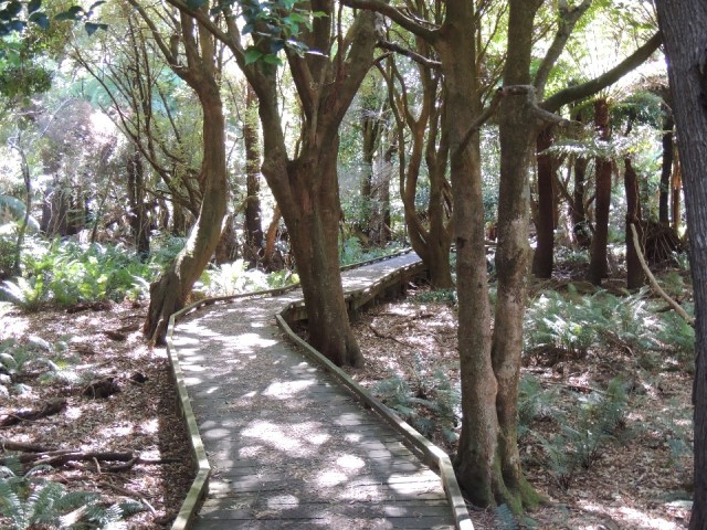 Lilly Pilly Gully Walk 4