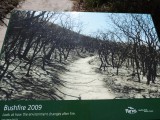 Bushfire 2009