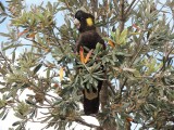 Yellow-tailed Cockatoo 1