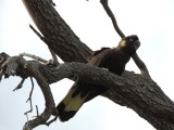 Yellow-tailed Cockatoo 2