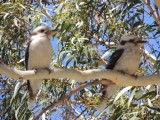 Kookaburra's boven ons hoofd laughing!