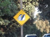 Pinguin warning bord