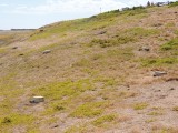 Pinguin nest
