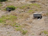 Pinguin nest 2