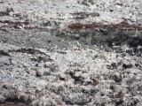 Seabirds poo