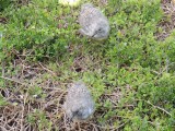 Little seabirds
