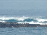 Seals colony on Seals Rocks