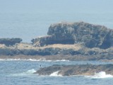 Seals colony on Seals Rocks 2