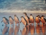 Pinguin Parade picture...