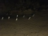 De waggelende pinguïns 1