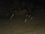 Pinguïn parade 2