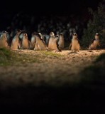 Pinguïn parade 3