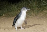 Pinguïn parade 4