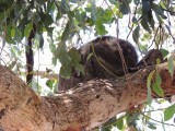 Wilde koala op de camping 1