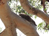 Wilde koala op de camping 2