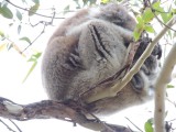 Wilde koala op de camping 3
