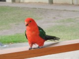 Parrot op de camping