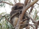 Wilde koala op de camping 4