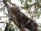 Wilde koala op de camping 5