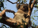 Wilde koala op de camping 6