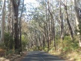 Road to Cape Otway