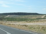 Houtkap en herplanting
