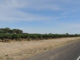 Wijnvelden rond Coonawarra