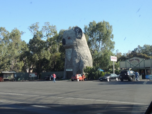 Giant Koala 1
