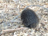Wilde Echidna 1