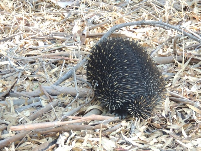 Wilde Echidna 1