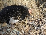 Wilde Echidna 2