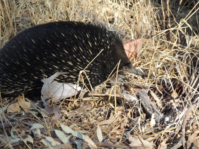 Wilde Echidna 2