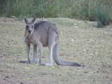Roo's on the campground 1