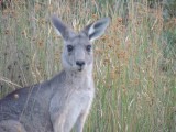Roo's on the campground 2
