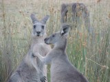 Roo's on the campground 3