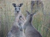 Roo's on the campground 4