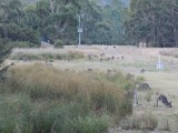 Roo's on the campground 5