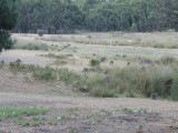 Roo's on the campground 6