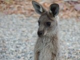 Roo's on the campground 7
