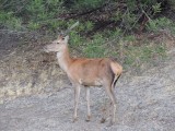 Wild hert on the campground 1