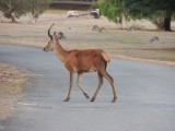 Wild hert on the campground 2